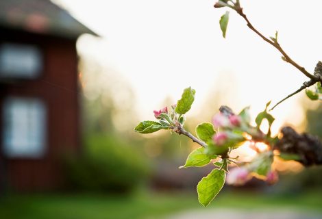Vår og blomstrende epletre