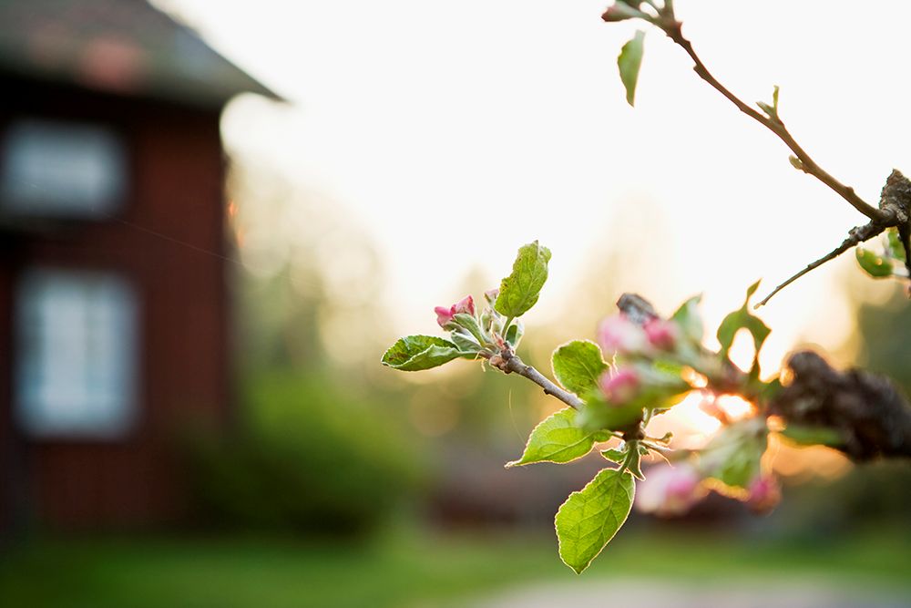 Vår og blomstrende epletre